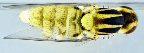 Réf. 287 572 : Chlorops pumilionis